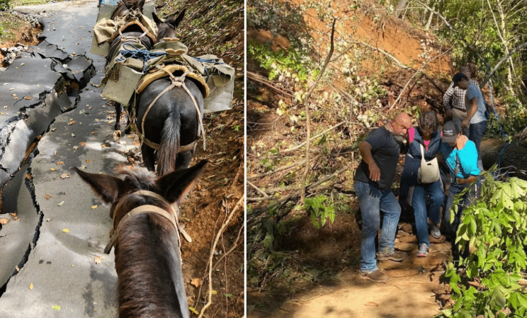 Meet The Mules That Are Saving Lives In The Aftermath Of Hurricane Helene