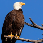 Bald Eagle Killed In Alabama, Authorities Offer $2,500 Reward For Information