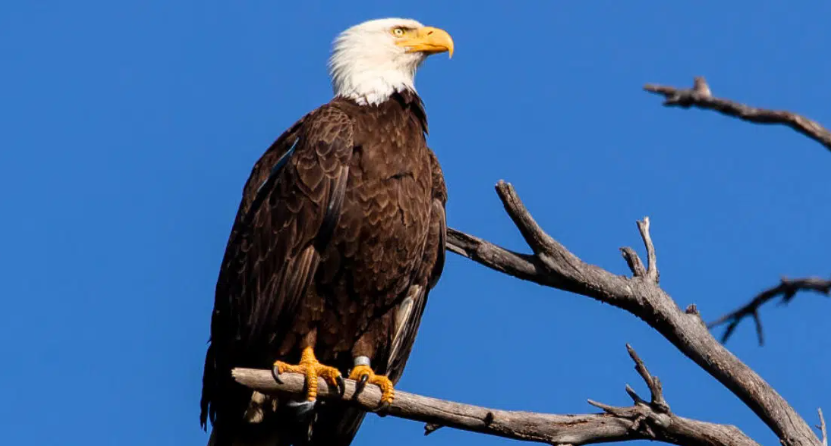 Bald Eagle Killed In Alabama, Authorities Offer $2,500 Reward For Information