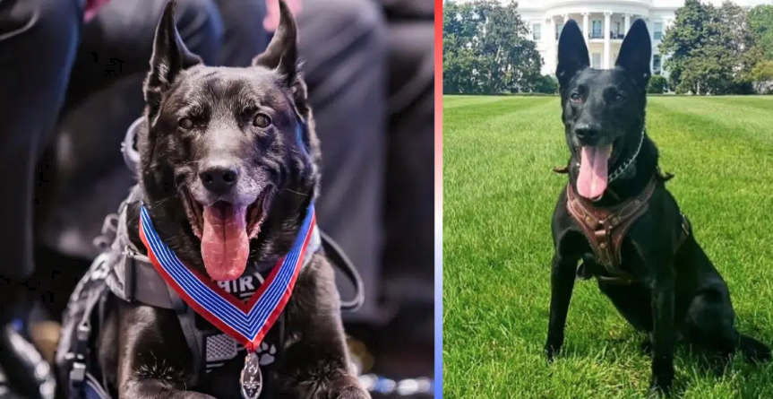 Hurricane, The Most Decorated Dog In U.S. History, Dies At Age 16