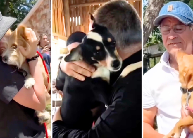 Tears Flow As Pet Owners & Their Dogs Reunite After Catastrophic Texas Floods