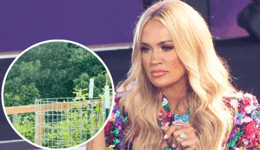 Carrie Underwood Gets Surrounded By Massive Swarm Of Bees While Picking Blueberries