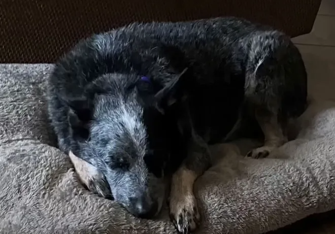 Dog Reunited with Family After Miraculously Surviving Texas Floods by Hiding in a Washing Machine