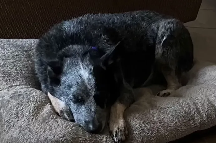 Dog Reunited with Family After Miraculously Surviving Texas Floods by Hiding in a Washing Machine