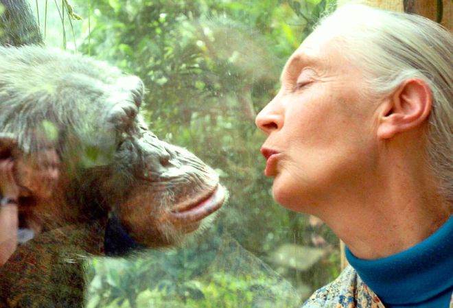 Famed Conservationist Jane Goodall Dies At Age 91