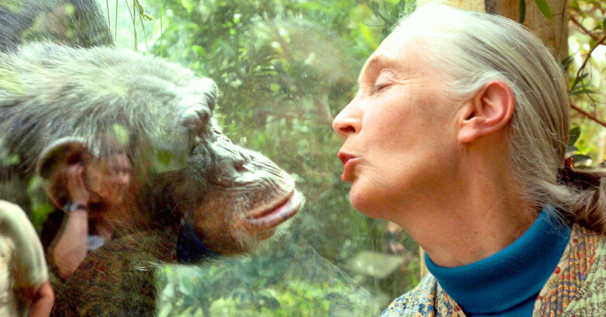 Famed Conservationist Jane Goodall Dies At Age 91