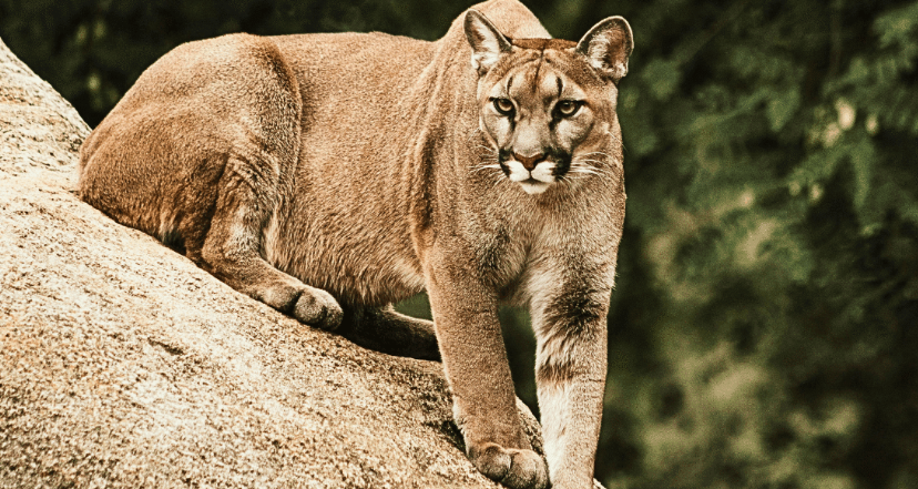 Woman Killed By Mountain Lion In Colorado; First Such Killing In Over 25 Years